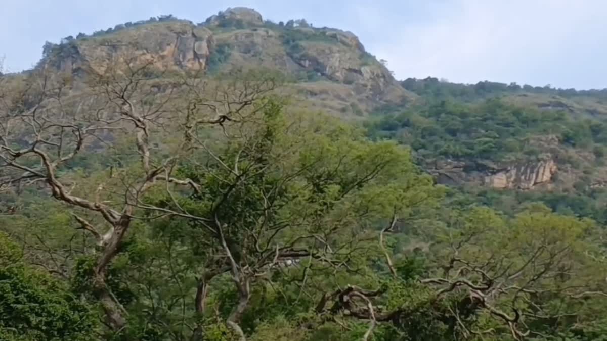 டாப்ஸ்லிப் அருகே வனப்பகுதிக்குள் மாயமான மூன்று சிறுவர்கள்