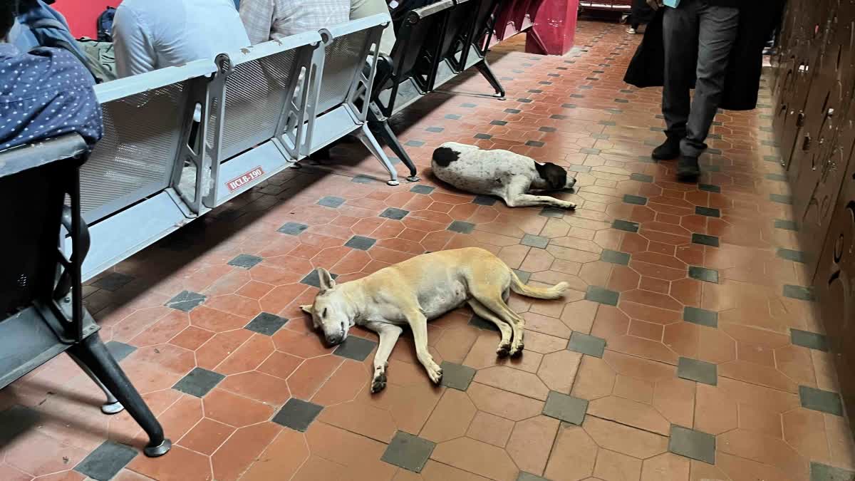 தெரு நாய்கள் பிரச்சனை தொடர்பான வழக்கில் மத்திய அரசுக்கு இறுதிக்கெடு விதித்த உயர் நீதிமன்றம்