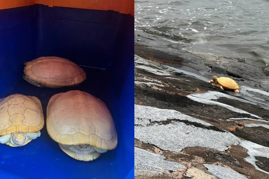 வெஸ்ட் கோஸ்ட் பார்க் கடற்பகுதியிலிருந்து அரிய வகை ஆமைகள் மீட்பு