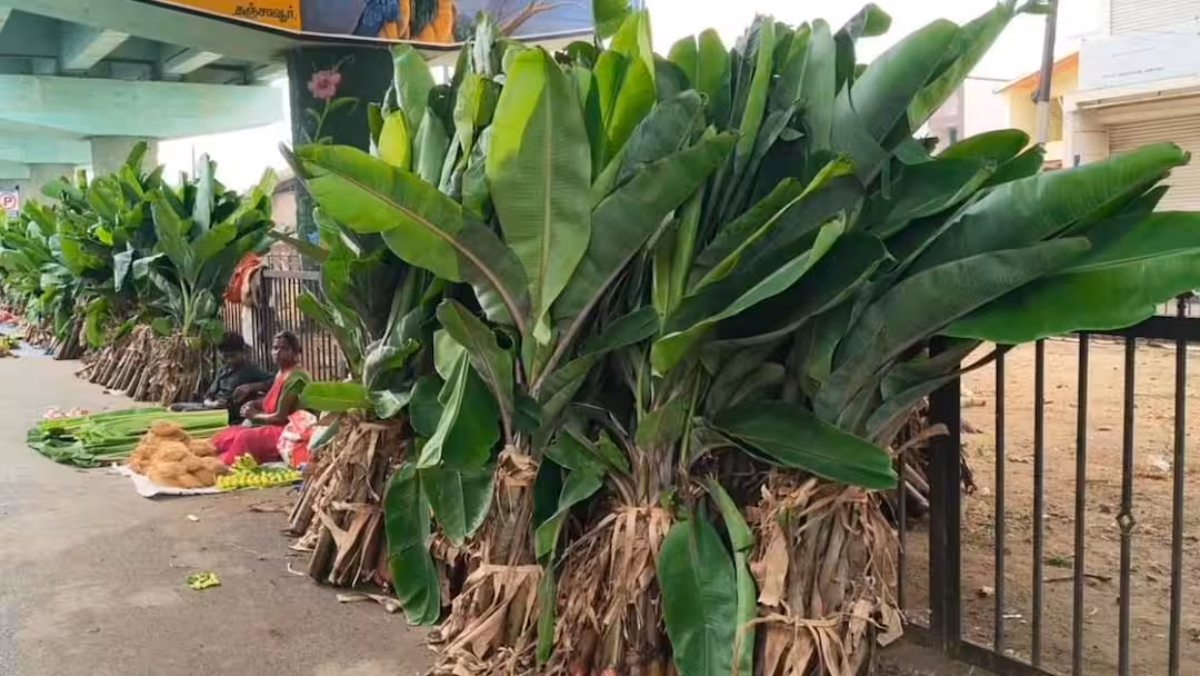 ஆயுத பூஜை எதிரொலி... தஞ்சையில் வாழை மரம், தோரணம், பூக்கள் விலை உயர்ந்தாலும் விற்பனை