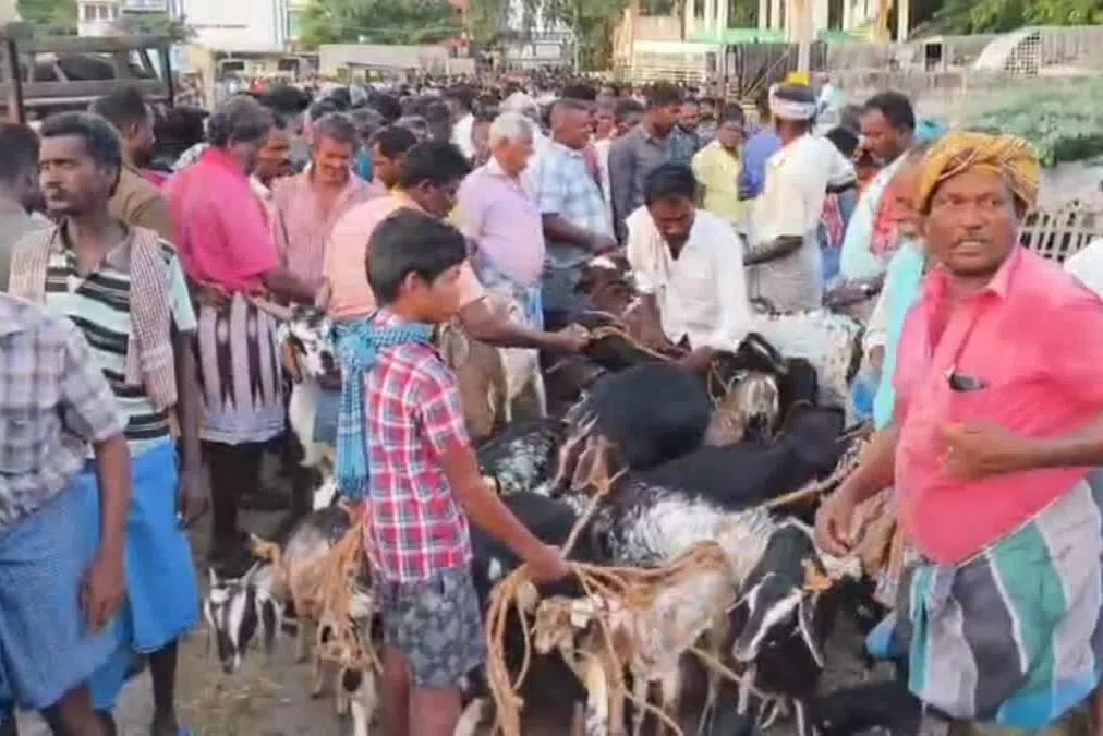 ஹஜ்ஜுப் பெருநாள்: பல கோடி ரூபாய்க்கு ஆடுகள் விற்பனை