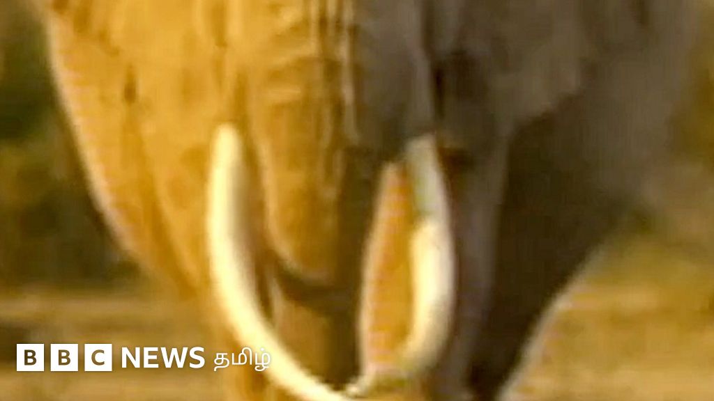 காணொளி: விஞ்ஞானிகளின் பார்வையை முற்றிலுமாக மாற்றியமைத்த ஒற்றை யானை