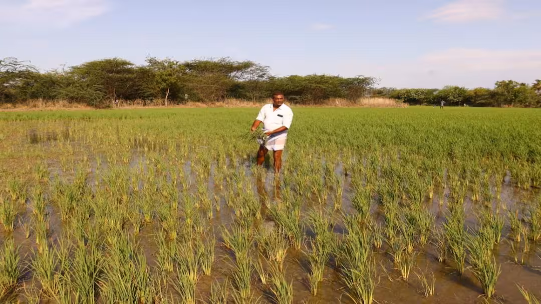 திடீர் மாற்றம்... உப்பு தன்மையுடன் தண்ணீர்: சாகுபடி பயிர்கள் கருகியதால் விவசாயிகள்