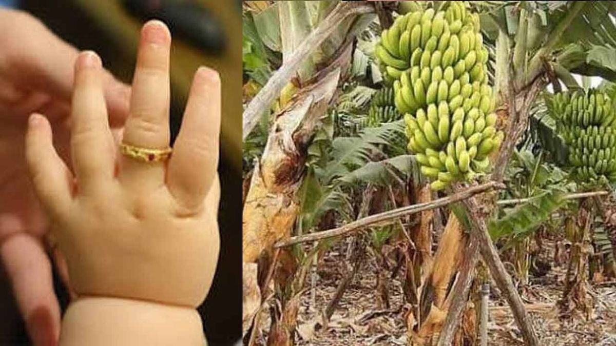 'மோதிரம்' திட்டத்திற்கு காட்டிய வேகம் விவசாயத்திற்கு இல்லாதது ஏன்?