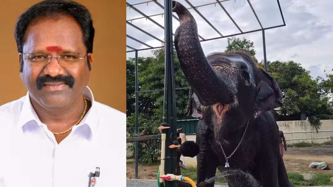 யானைகள் ஊருக்குள் புகாமல் இருக்க AI தொழில்நுட்பம்! தமிழக வனத்துறையின் புதிய