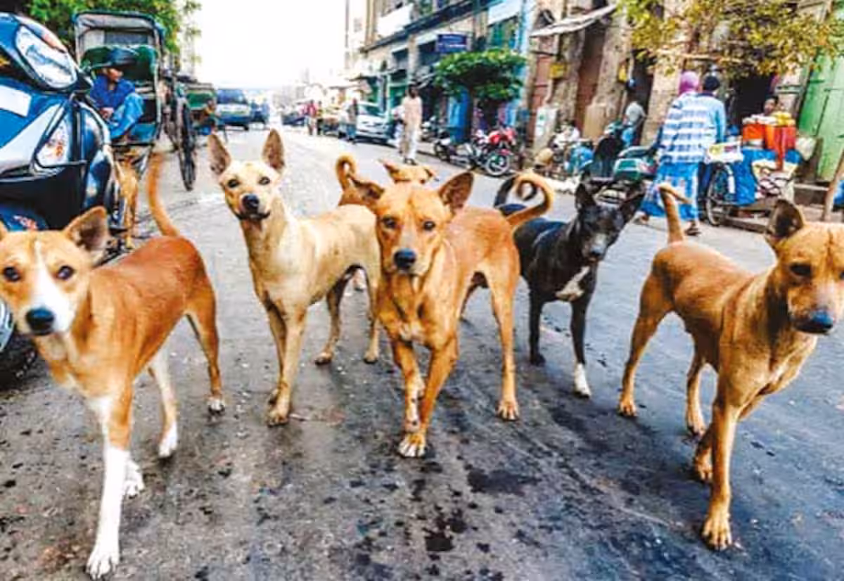 தெரு நாய் பிரச்னைக்கு தீர்வு: மத்திய அரசுக்கு ஐகோர்ட் கெடு