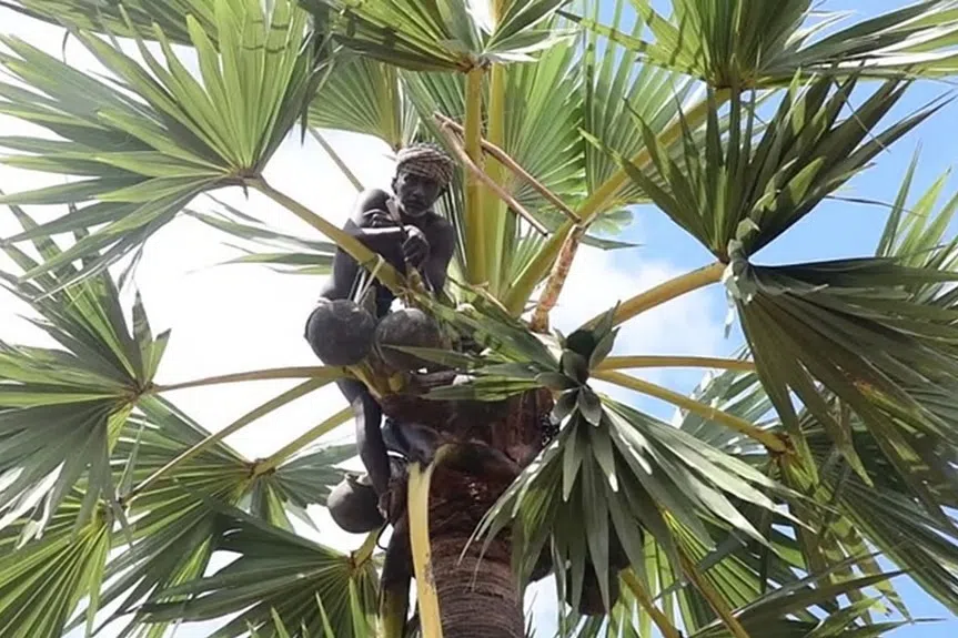 கள்ளுக்குத் தடை: உயர் நீதிமன்றத்தில் விளக்கம் அளித்த தமிழக அரசு