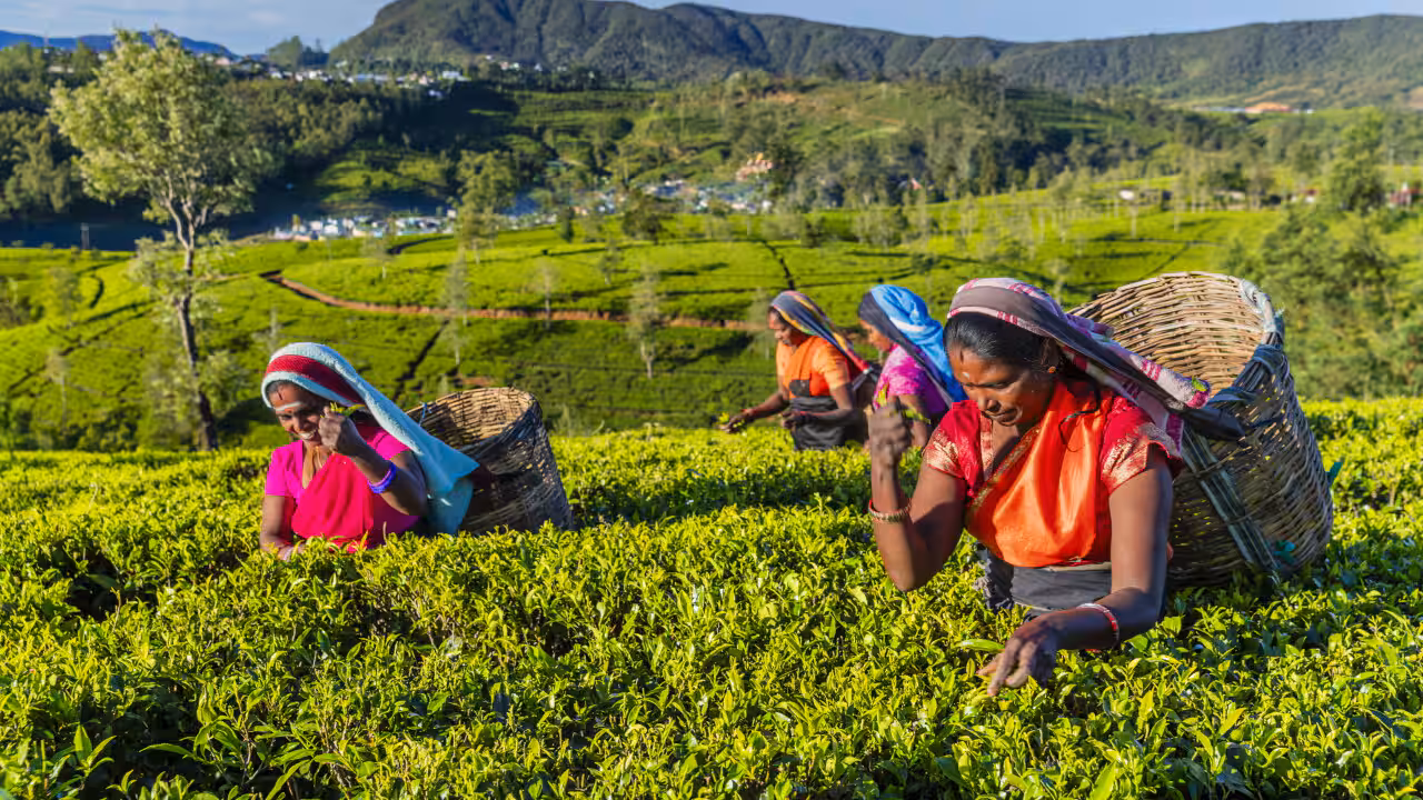 தேநீர்: ஒரு கோப்பையில் இத்தனை நன்மைகளா?